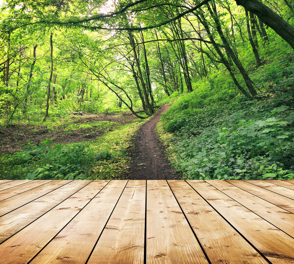 Summer forest and wooden planks