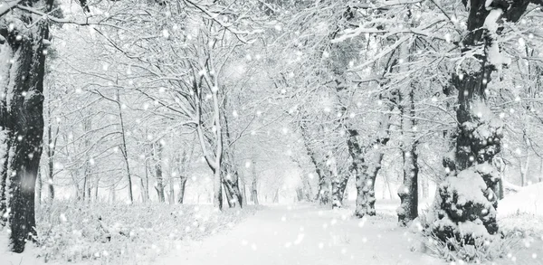 Forêt d'hiver avec neige — Photo