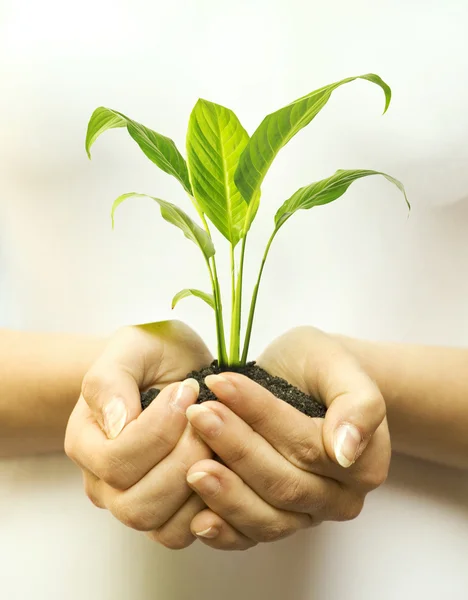 Planta en manos femeninas — Foto de Stock