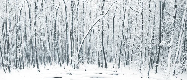 Floresta de inverno com árvores — Fotografia de Stock