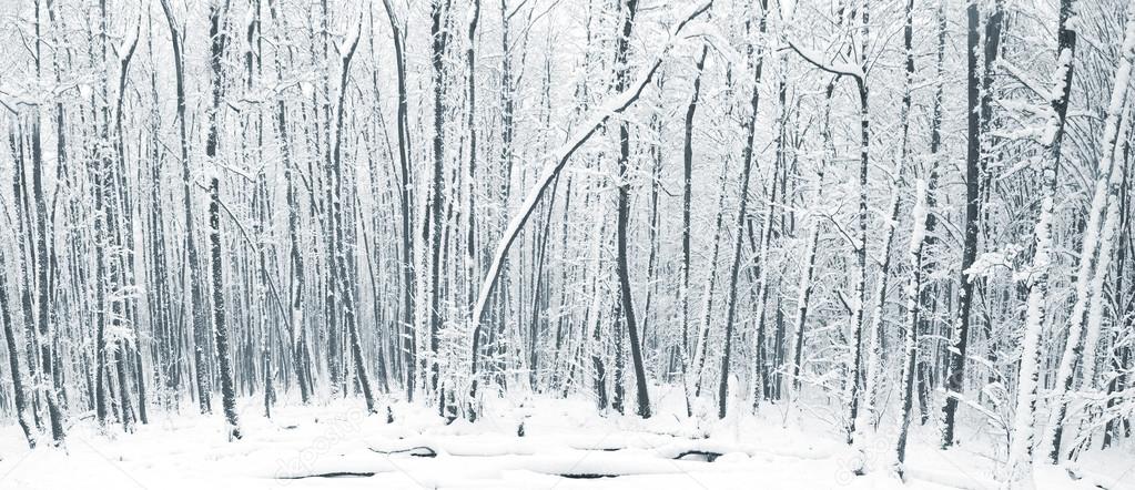 Winter forest with trees