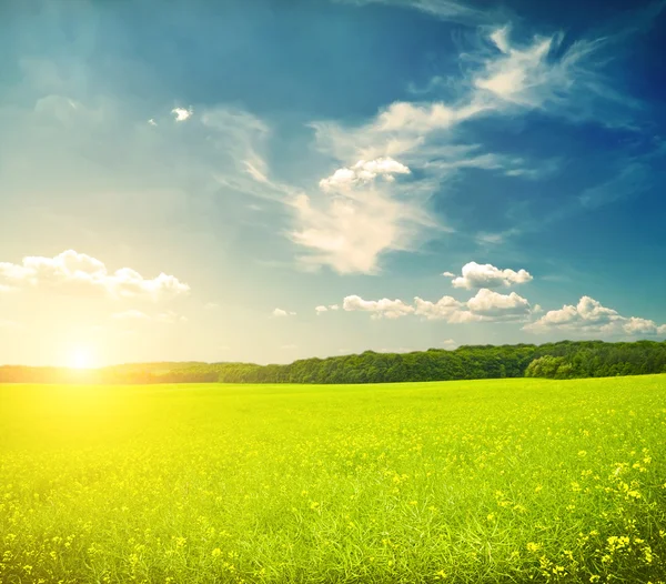 Mooie ochtend veld — Stockfoto