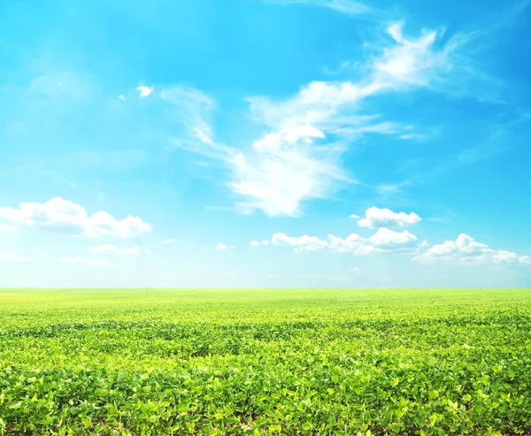 Beatiful morning green field — Stock Photo, Image