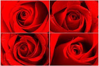 kırmızı gül kümesi