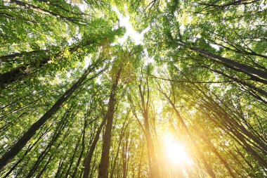 Sabah erkenden ormanda.