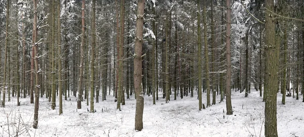 Furutrær om vinteren – stockfoto