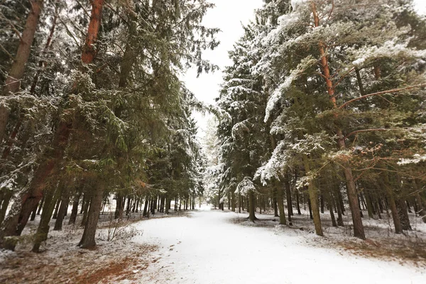 Соснові дерева взимку — стокове фото