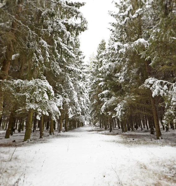Соснові дерева взимку — стокове фото