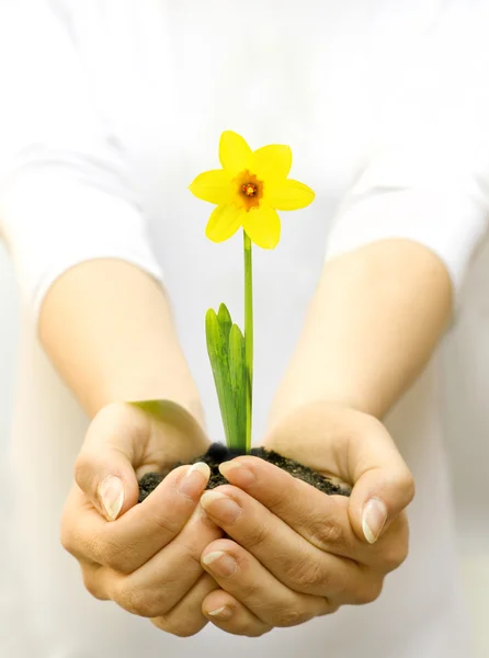 Plant in female hands — Stock Photo, Image