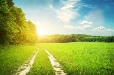 Alan ve günbatımı üzerinde orman