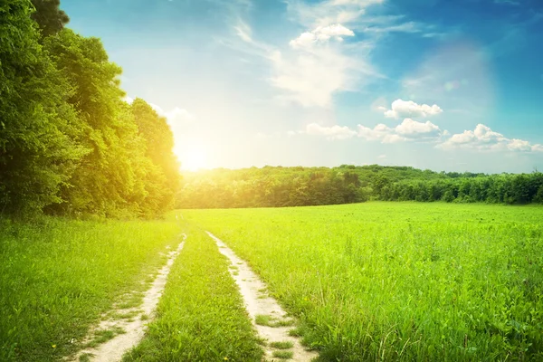 Alan ve günbatımı üzerinde orman