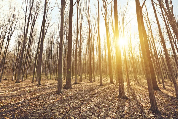 Early spring forest — Stock Photo, Image