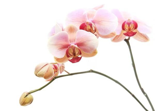 Pink orchid flowers — Stock Photo, Image