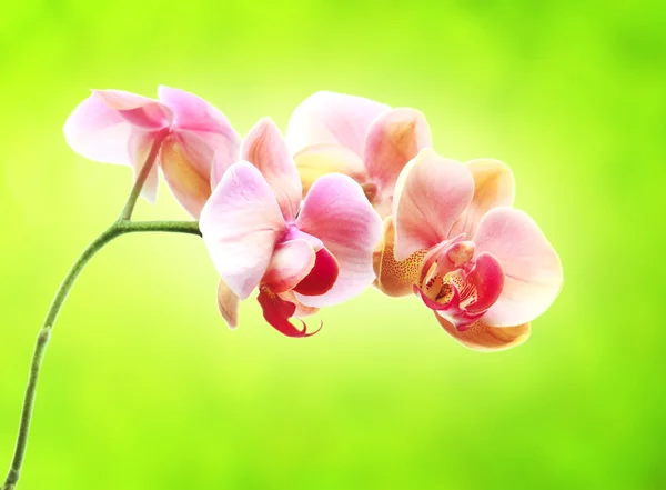 Beautiful branch of orchids flowers — Stock Photo, Image