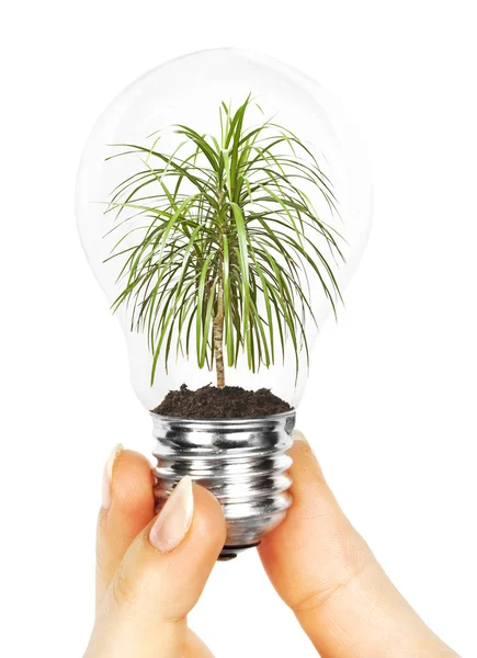 Bir lamba ile bitki içinde — Stok fotoğraf