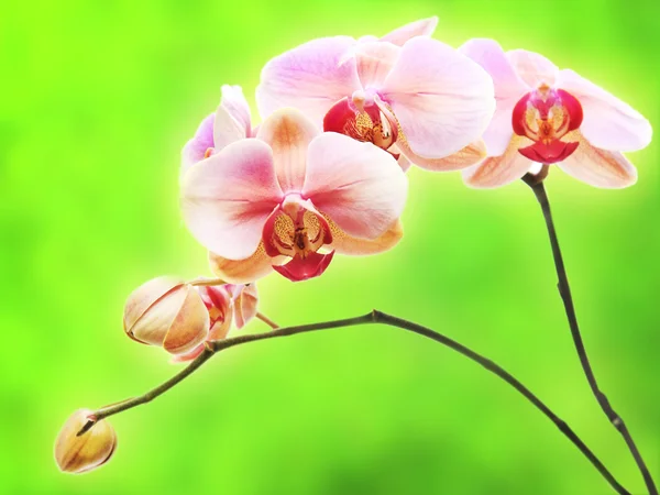 Romantic orchid flowers — Stock Photo, Image