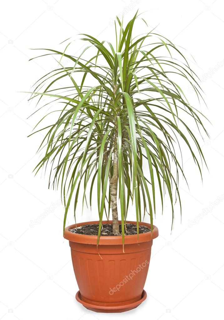 House  potted plant