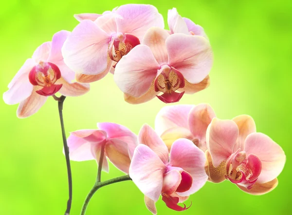 Pink romantic orchid flowers — Stock Photo, Image