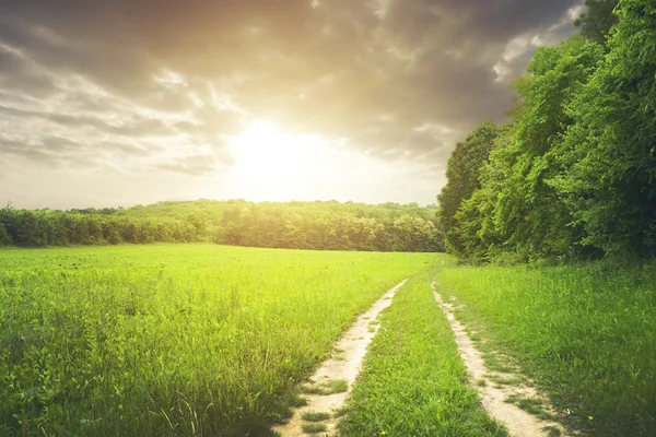 Orman ve karanlık gökyüzü