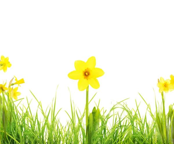 Zelené trávy a Narcis květiny — Stock fotografie