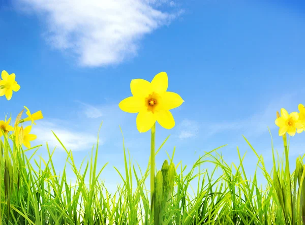 Green grass and flower