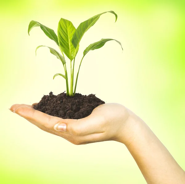 Green plant in female hand — Stock Photo, Image
