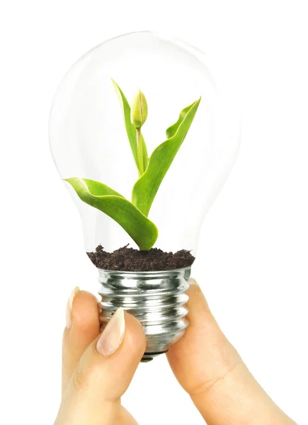 Lamp with plant inside in hand — Stock Photo, Image