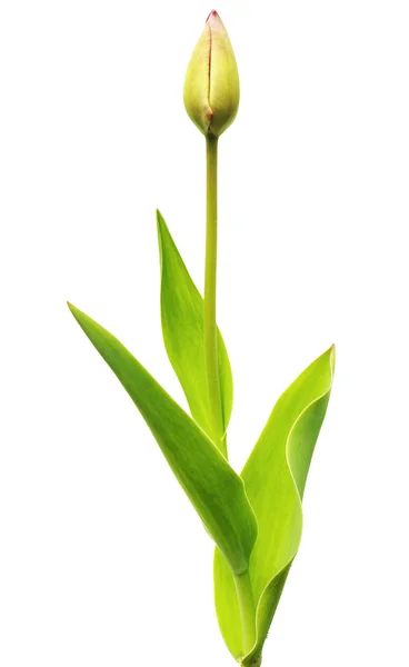 Jedna roślina zielony — Zdjęcie stockowe
