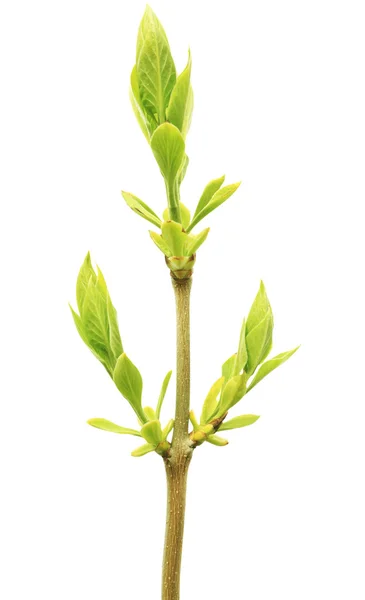 Grön växt isolerade — Stockfoto