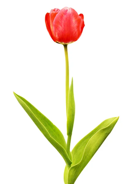 Red tulip isolated — Stock Photo, Image