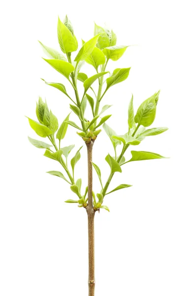 Zielonych roślin na białym tle — Zdjęcie stockowe