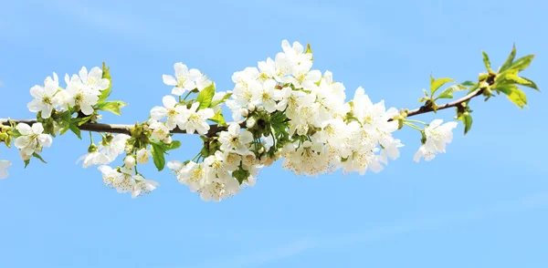 Ramo de flores de cereja — Fotografia de Stock