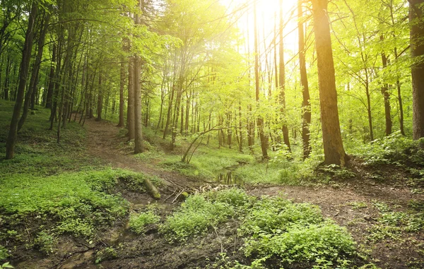 녹색 아침 숲 — 스톡 사진