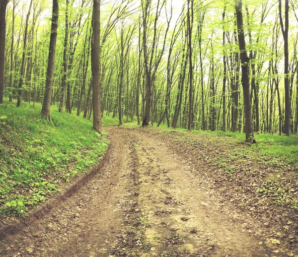 Bosque verde de verano —  Fotos de Stock