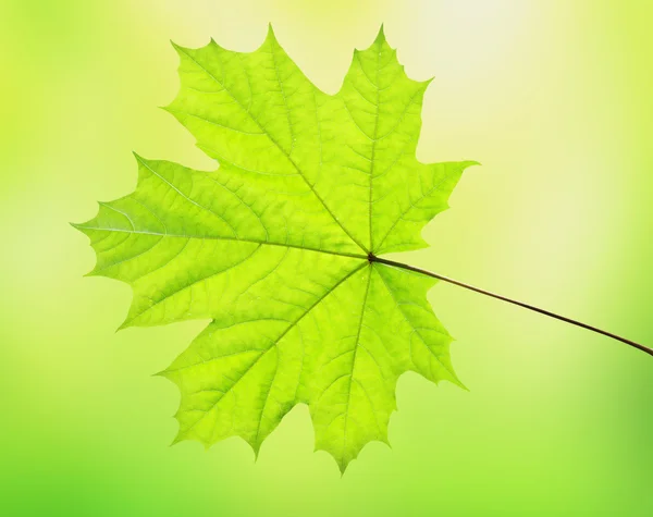 Liść na tle blured zielony — Zdjęcie stockowe