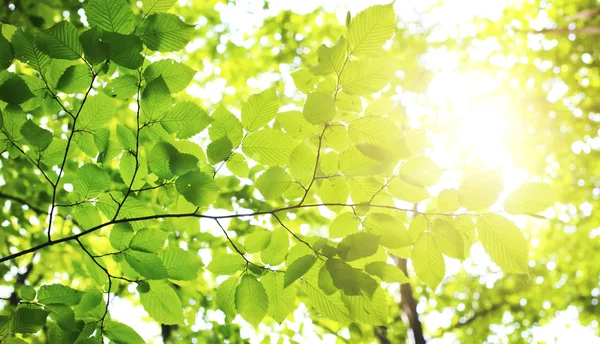 Folhas verdes na floresta — Fotografia de Stock