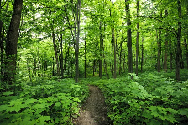 Morgengrüner Wald — Stockfoto