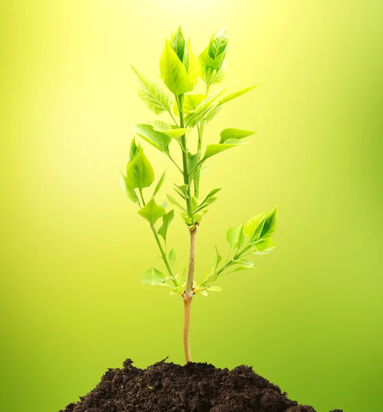 Plant tree growing seedling in soil — Stock Photo, Image