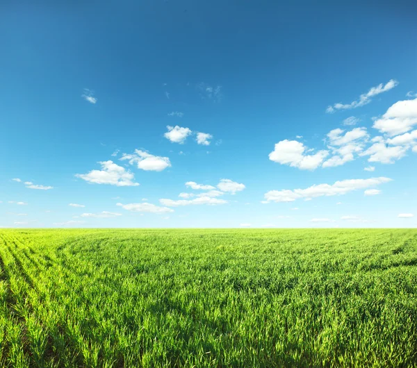 Green field with blue heaven — Stock Photo, Image