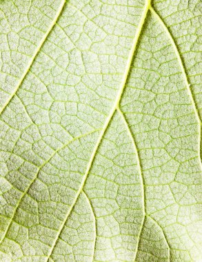 Yaprak dokusu closeup