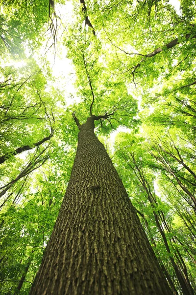 Δέντρα στο καταπράσινο δάσος — Φωτογραφία Αρχείου