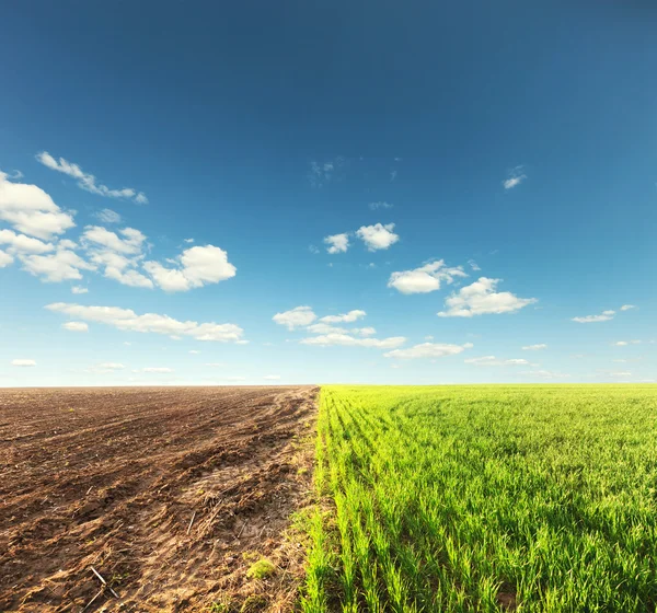 Veld met gras en grond en blue sky — Stockfoto