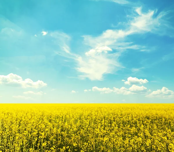 Žluté pole s modrou oblohou — Stock fotografie