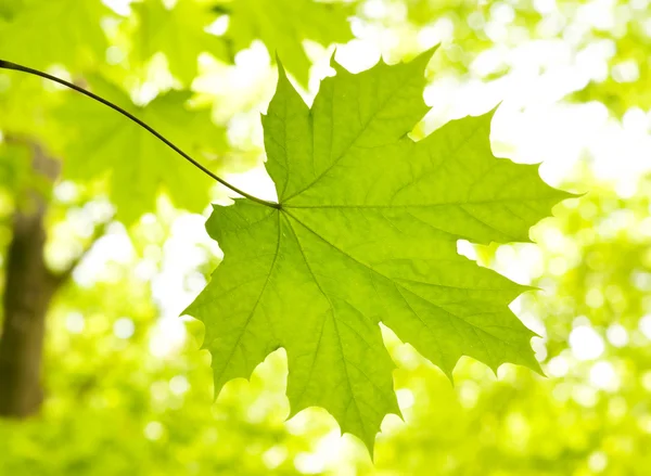 Liść na tle blured zielony — Zdjęcie stockowe