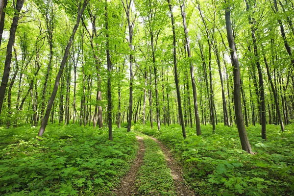 Gröna sommaren skog — Stockfoto