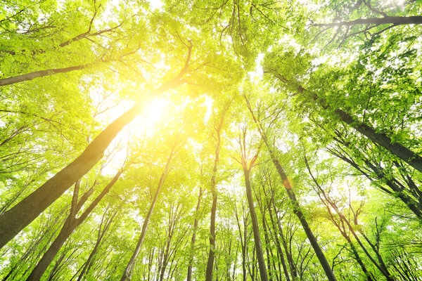 Деревья в зеленом лесу