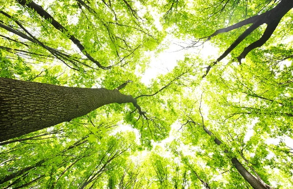 Árvores na floresta verde — Fotografia de Stock