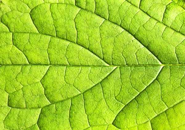 Primer plano de la textura de la hoja —  Fotos de Stock