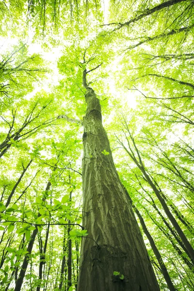 Árboles en el bosque verde — Foto de Stock