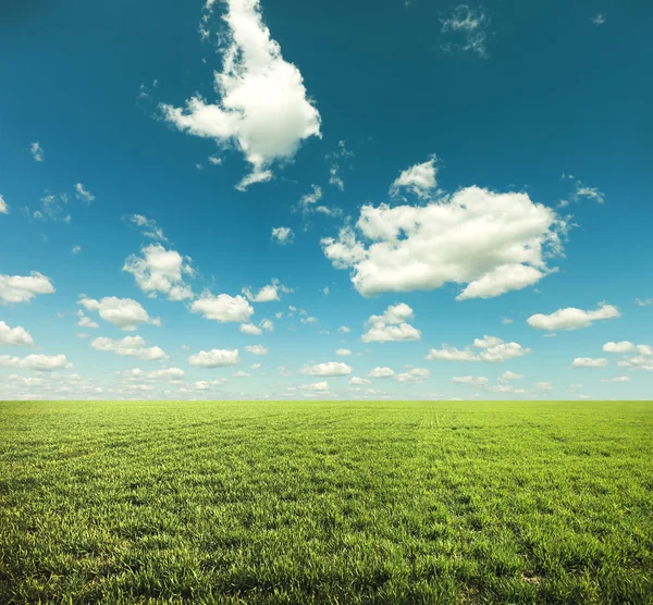 Groen veld met blauwe hemel — Stockfoto